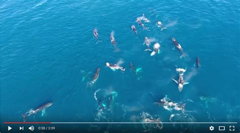 WATCH: Epic footage of humpback whale pod in CT | Northglen News