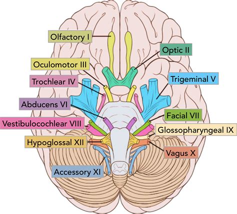 Neurology - Cranial Nerves (dropped image link (CN 10 = *Vagus nerve