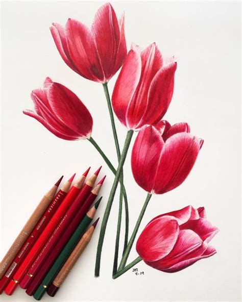 Jennifer Morrison Art is creating Botanical Colored Pencil Drawing ...