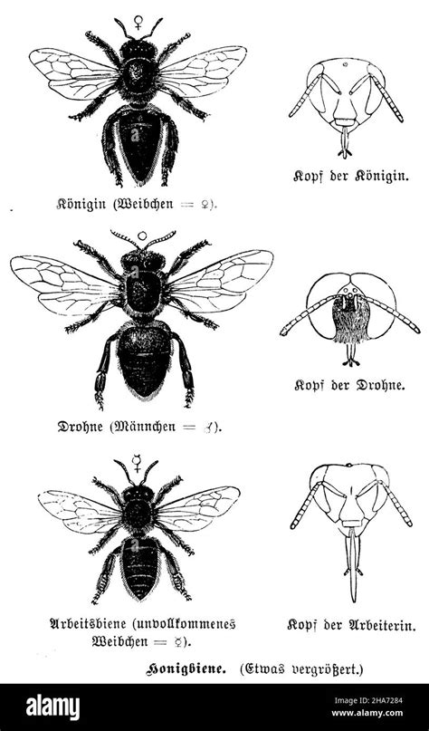 Drone Bee Vs Worker Bee