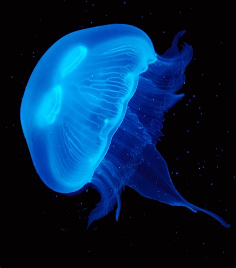 Related image | Blue jellyfish, Pet jellyfish, Jellyfish art