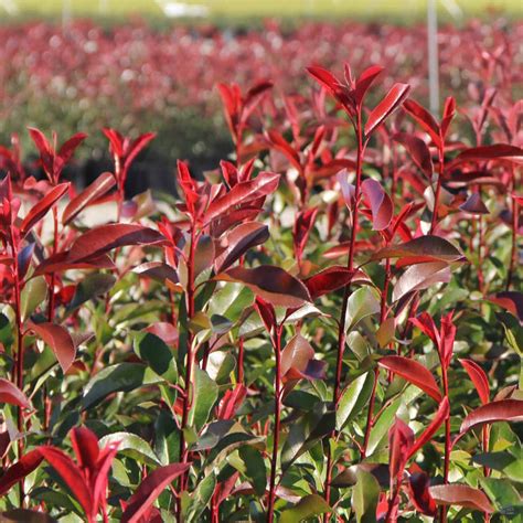 Red Tip Photinia Espalier — Green Acres Nursery & Supply