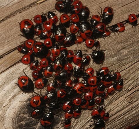 Red and Black Bug Nymphs – White Margined Burrower Bugs | The Backyard ...