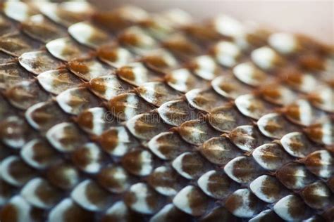 Snake skin texture stock image. Image of abstract, texture - 31380101