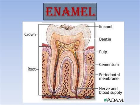 Enamel