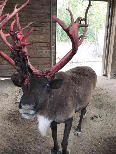 Zoo Reindeer Has Bloody Red Antlers for Halloween