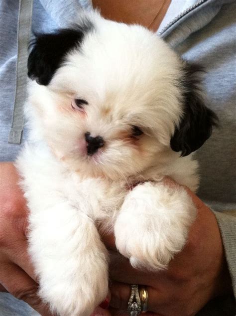 Shih Poo Puppies For Sale In Nc