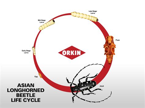 Asian Long-Horned Beetle Life Cycle, Development & Life Stages | Life ...