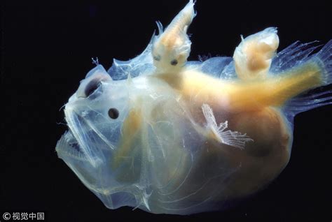 “OMG! Unbelievable Discovery: Mind-Blowing Life of Anglerfish in the ...