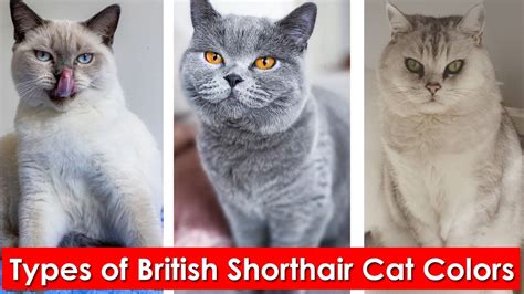 British Shorthair Coat Colors - Cat Principal