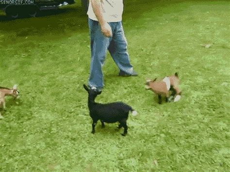 11 Goat GIFs That You Goat to See | Goats funny, Baby goats, Goats