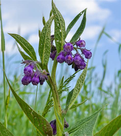 Comfrey Root Oil Recipe | Deporecipe.co