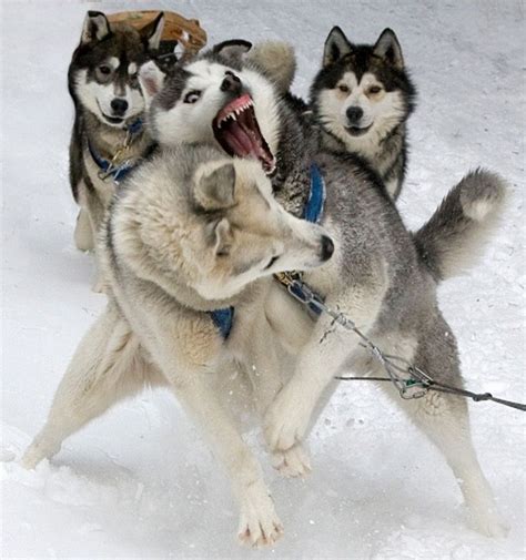 Settle down sled dogs | Dangerous dogs, Dog breeds, Dogs