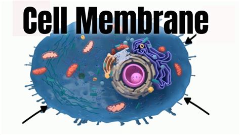 Animal Cell Membrane Structure