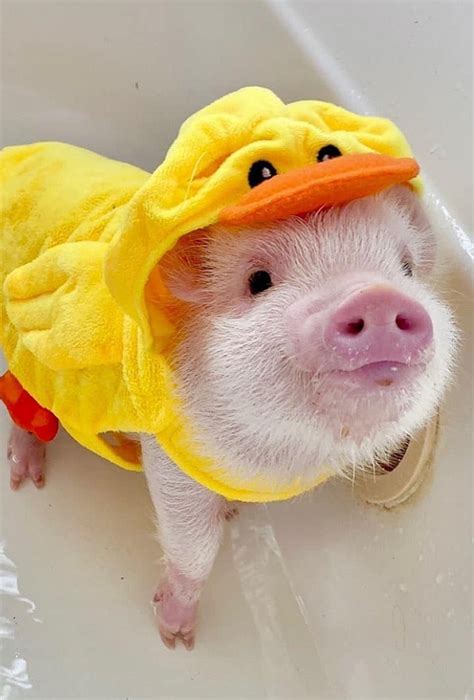 Love Pet - pig - Gloria Love Pets | Cute baby pigs, Baby animals super ...