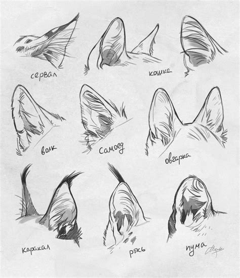 fox ears - Google Search | Эскизы животных, Рисование, Рисование эскизов