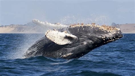 Humpback Whale Fact Sheet | Blog | Nature | PBS