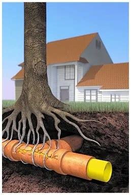 A Major West Palm Beach Sewer Plumbing Problem | Tree Roots vs. Sewer ...