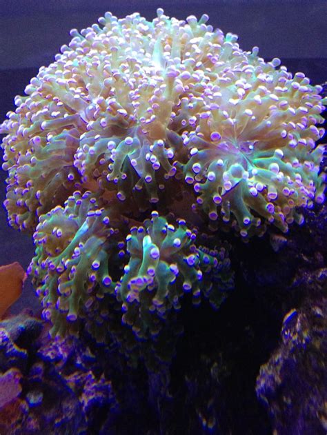 Frogspawn coral | Coral reef aquarium, Fresh water fish tank, Reef tank