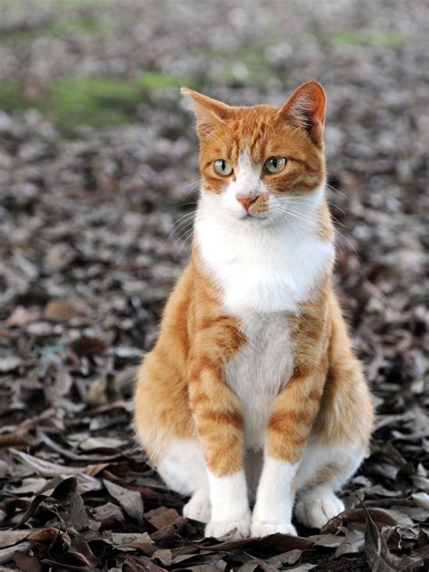 File:Orange tabby cat sitting on fallen leaves-Hisashi-01A.jpg - Wikipedia