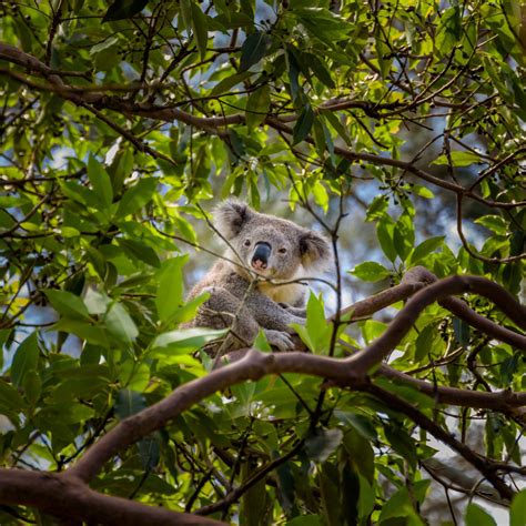 SAVE THE KOALA DAY - September 30, 2023 - National Today