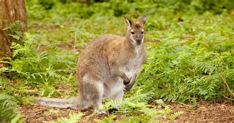 Where To See: Kangaroo Valley Wildlife - Kangaroo Valley Escapes