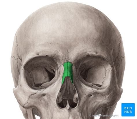 Nasal bone: Anatomy, borders, function, development | Kenhub