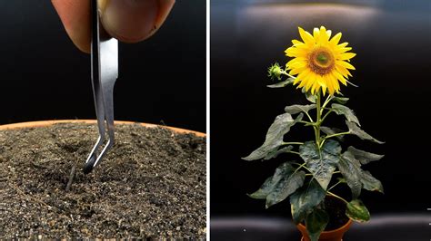 Growing Sunflower Time Lapse - Seed To Flower In 83 Days - YouTube