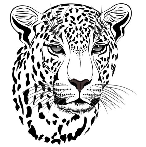 Set of Cheetah vector picture art 14 - Vector Animal free download