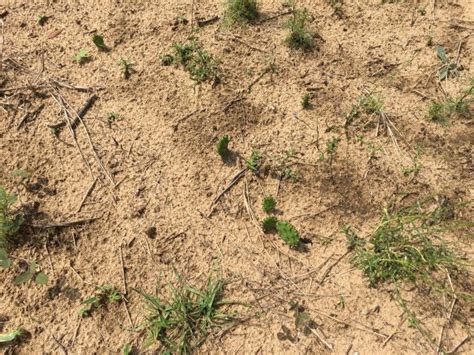 Controlling Prickly Pear after Pasture Establishment | Panhandle ...