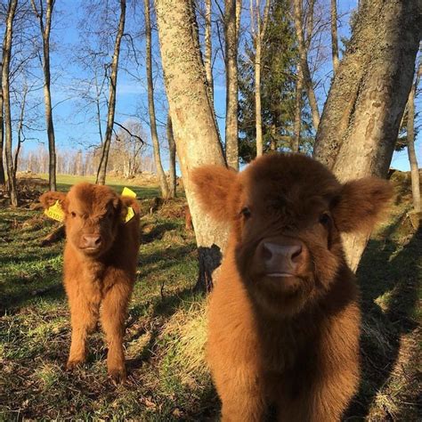 If You Ever Feel Sad, These 50 Highland Cattle Calves Will Make You ...