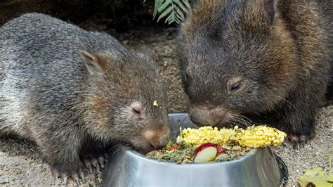 Media - MISSION ACCOMPLISHED 8 AUGUST 2022: 🐨 POSTING WOMBAT IMAGES ...