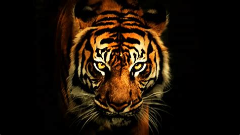 Tiger Backgrounds Pictures - Wallpaper Cave