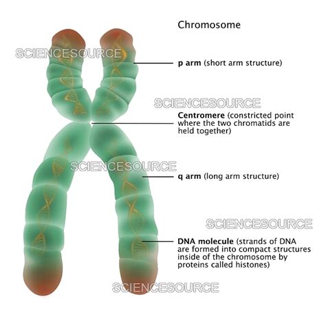 Photograph | Chromosome Structure, Illustration | Science Source Images