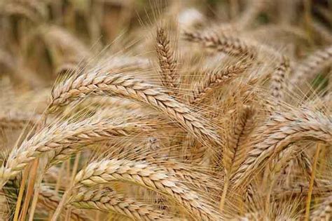 Barley Crop Cultivation in India