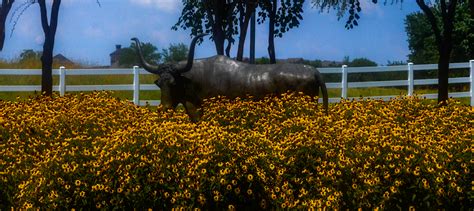 Texas Perennial Garden – Top Ten Summer Perennials – Lee Ann Torrans ...