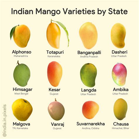 Most famous commercial varieties of mangoes in India. : IndiaSpeaks