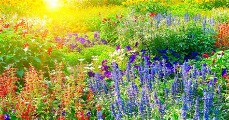 How to Have a Beautiful Garden in Full Sun