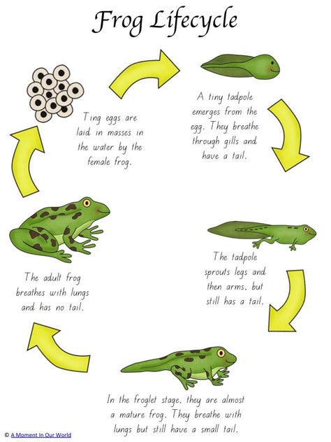 Frog Life Cycle Activity Pack | Frog life cycles, Youngest child and Frogs