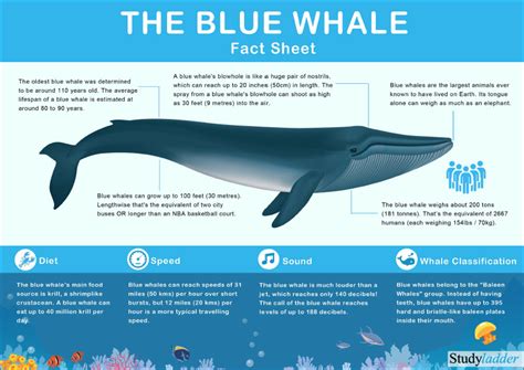 Blue Whale Facts - Studyladder Interactive Learning Games