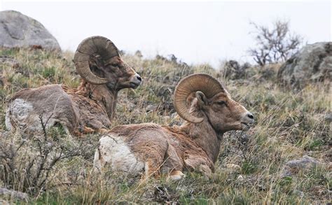 Wild, domestic sheep advocates push for 'experimental' bighorn sheep ...