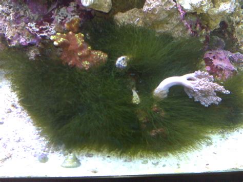 Best Way To Get Rid Of Algae In Saltwater Aquarium - Aquarium Views