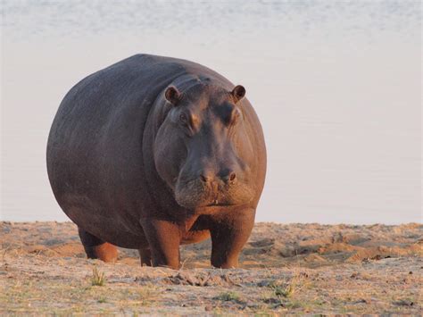 Hippopotamus: Habitat, Behavior and Diet