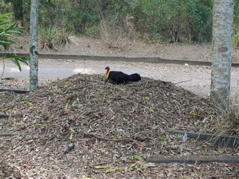 Brush Turkeys in Lane Cove - Learn to Live With Them - In the Cove