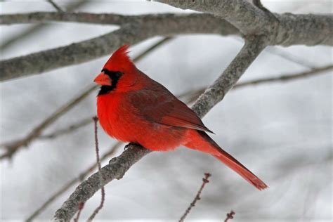 Download Winter Branch Bird Cardinal Animal Northern Cardinal Wallpaper