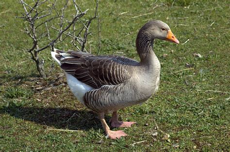 List of goose breeds - Wikipedia