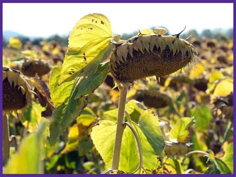 Harvesting Sunflower Seeds - How & When to Harvest Sunflower Seeds ...