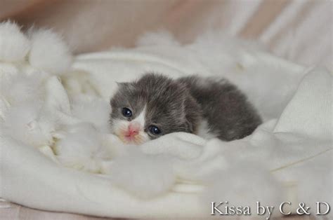 tiny newborn kittens - Google Search | Newborn kittens, Cute little ...