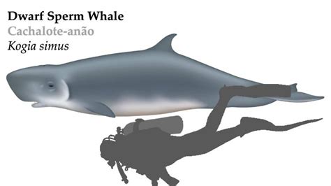 Dwarf Sperm Whale | Azores Whale Watching TERRA AZUL™