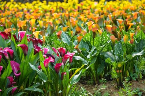 Arum Lily: These Plants Will Thrive Growing In Moist Soil, But Often ...